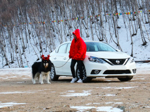 带阿拉斯加去滑雪 单身与狗的一次旅行