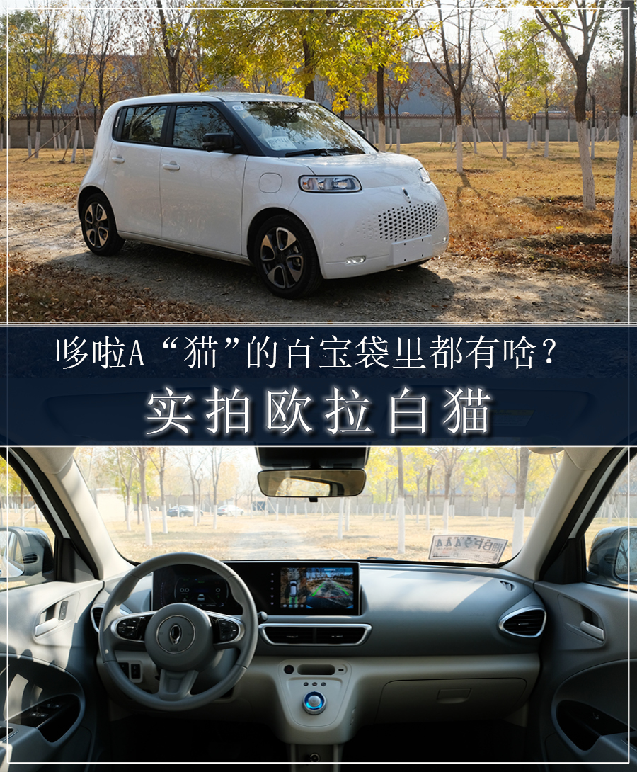 哆啦A“猫”的百宝袋里都有啥？实拍欧拉白猫