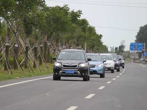 大丰麋鹿保护区 斯巴鲁31座森林星之旅